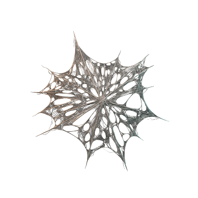 spiderweb